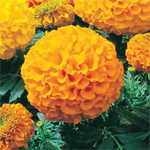 Afbeelding Tagetes erecta F1 Discovery Orange